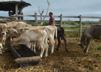 Productores ganaderos se sienten en riesgo por sequía