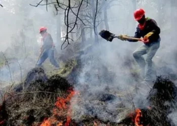 Suma Quintana Roo ocho incendios forestales en lo que va del año