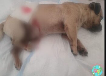 Puedes ayudar a este perrito en su recuperación, fue víctima del violento Cancún